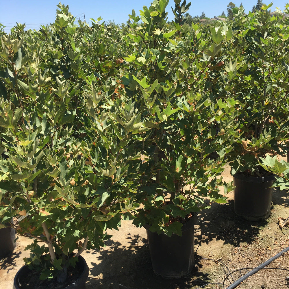 
                      
                        California Sycamore (Platanus Racemosa)
                      
                    