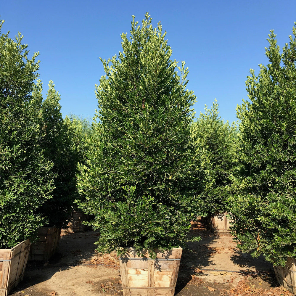 
                      
                        Carolina Cherry Laurel (Prunus Caroliniana) - Pulled Nursery
                      
                    