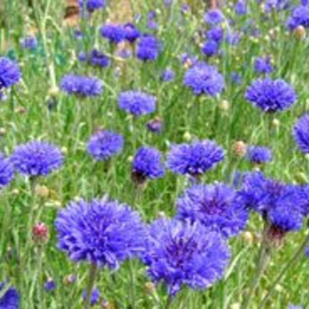 Centaurea Cyanus 'Blue Boy' - Pulled Nursery