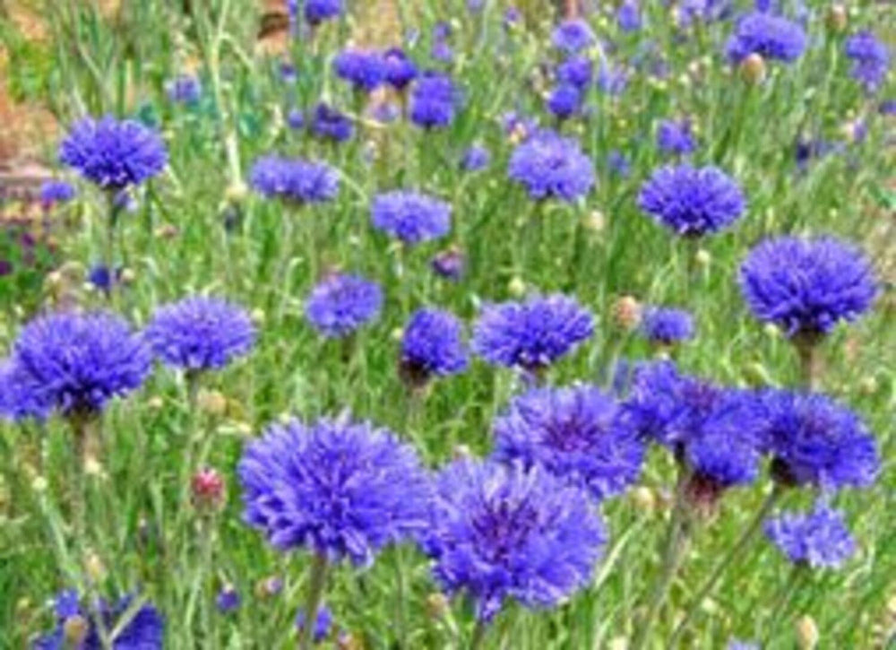 Centaurea Cyanus 'Blue Boy' - Pulled Nursery