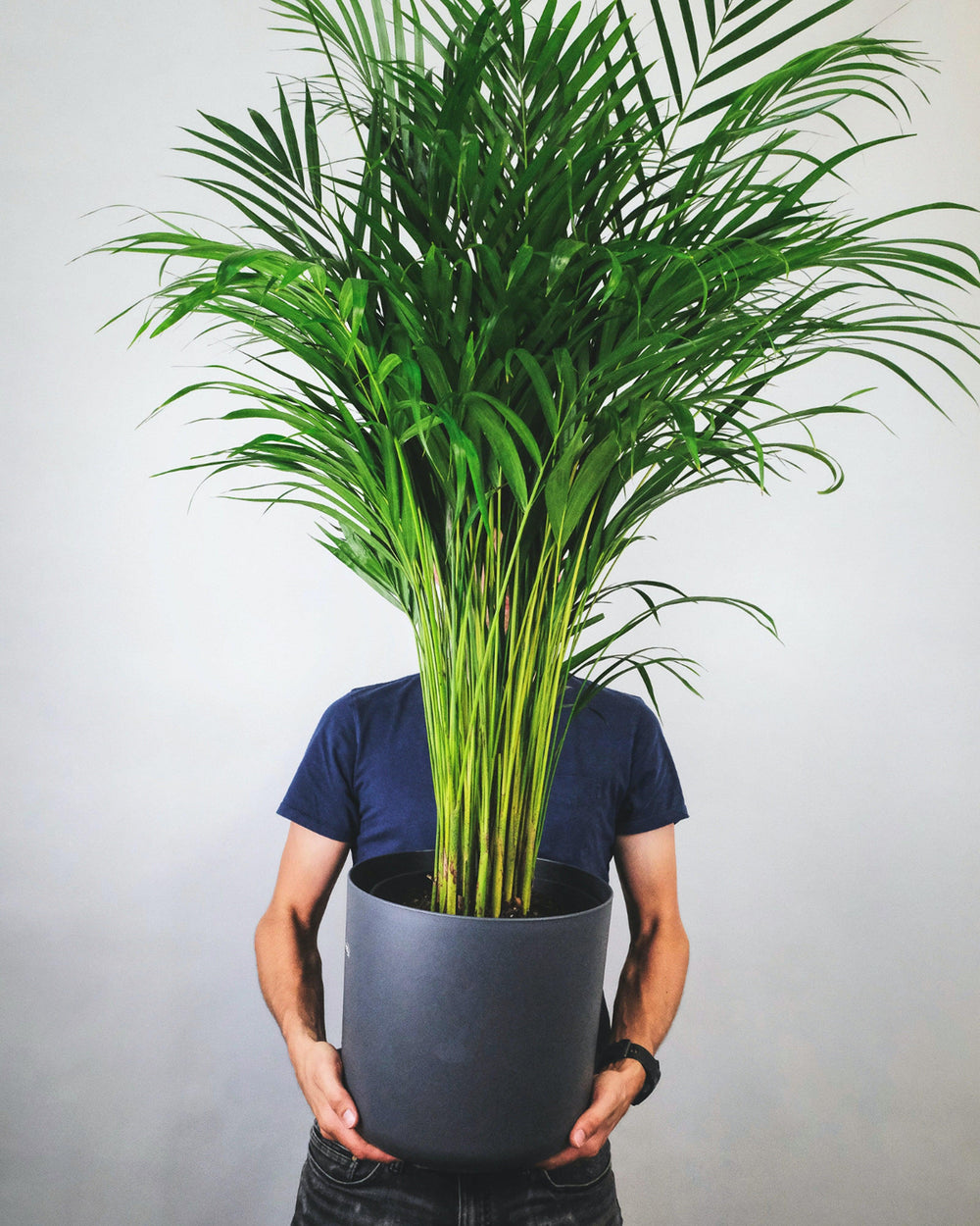 large palm house plants Chamaedorea Palm – Yardwork