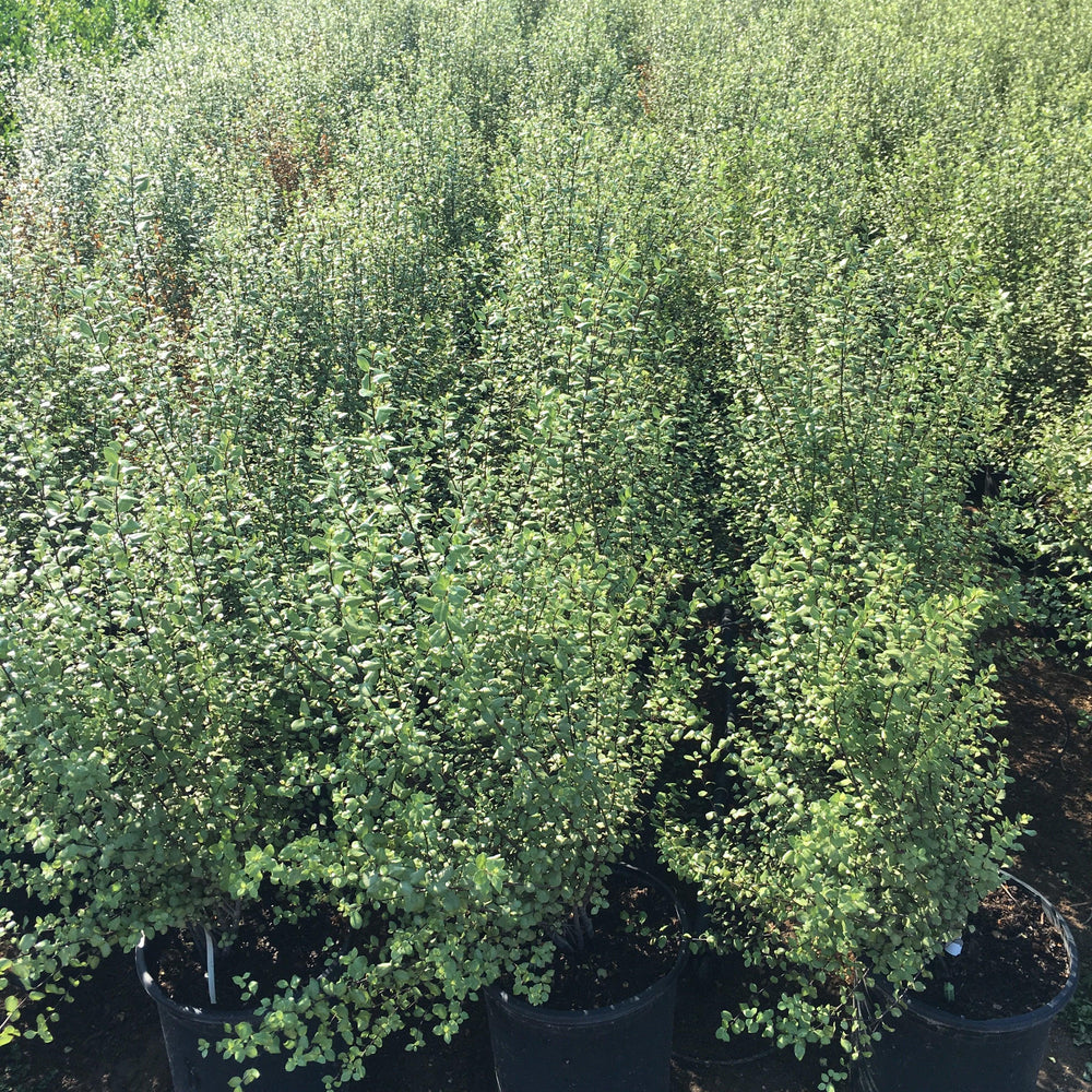 Silver Sheen Kohuhu (Pittosporum tenuifolium ‘Silver Sheen’)