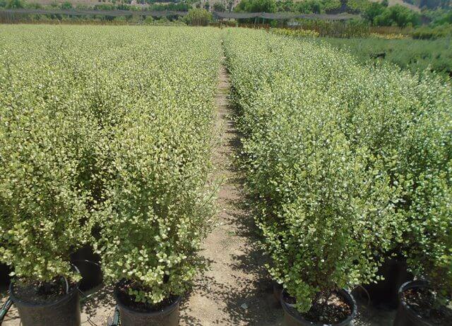 Silver Sheen Kohuhu (Pittosporum tenuifolium ‘Silver Sheen’)