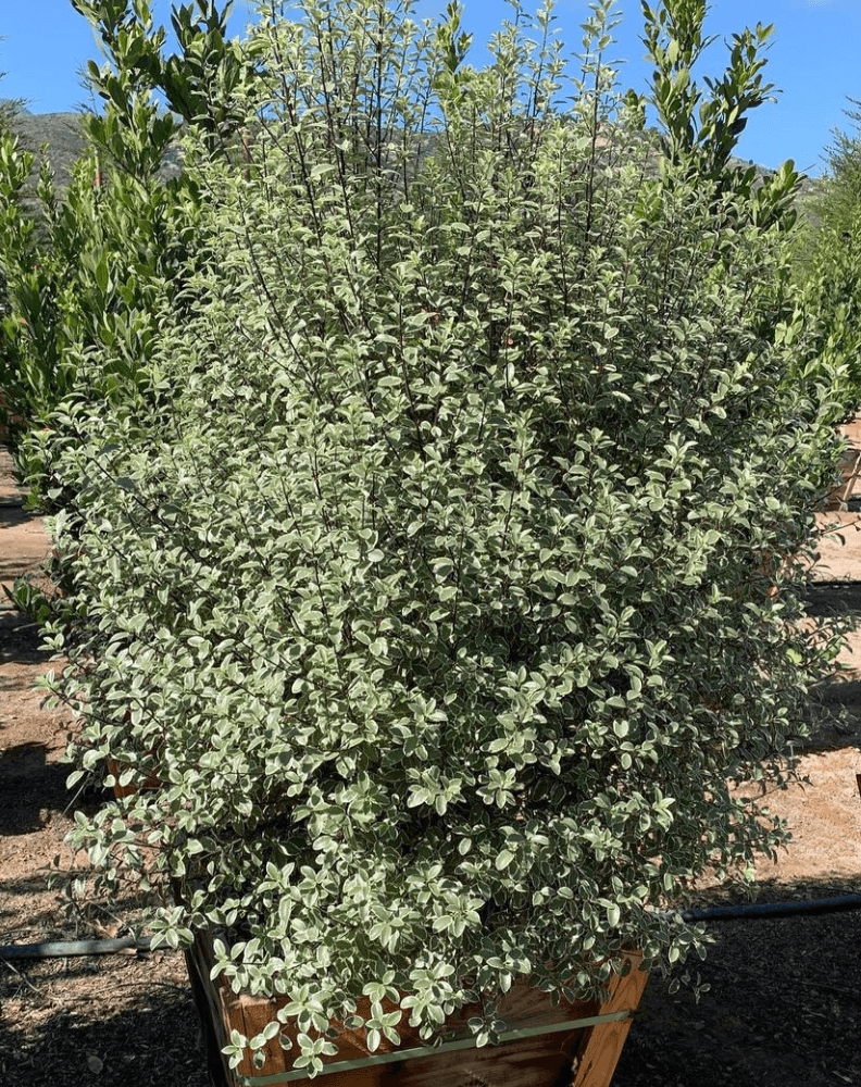 
                      
                        Cheesewood - Pittosporum - Pulled Nursery
                      
                    