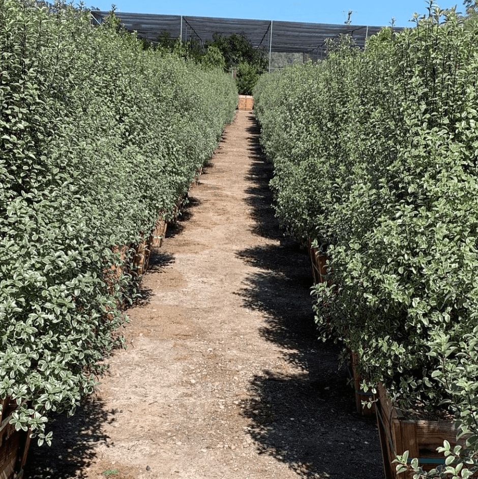 
                      
                        Cheesewood - Pittosporum - Pulled Nursery
                      
                    