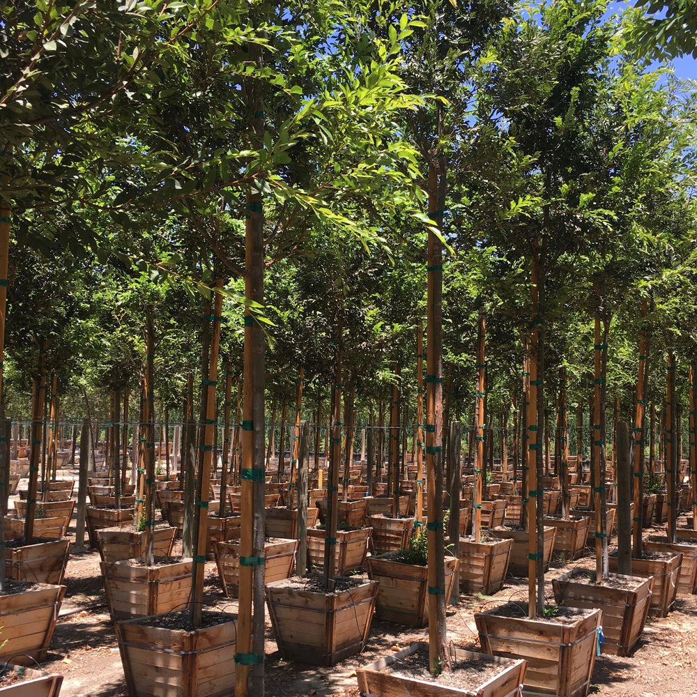 
                      
                        Chinese Elm Tree (Ulmus Parvifolia) - Pulled Nursery
                      
                    