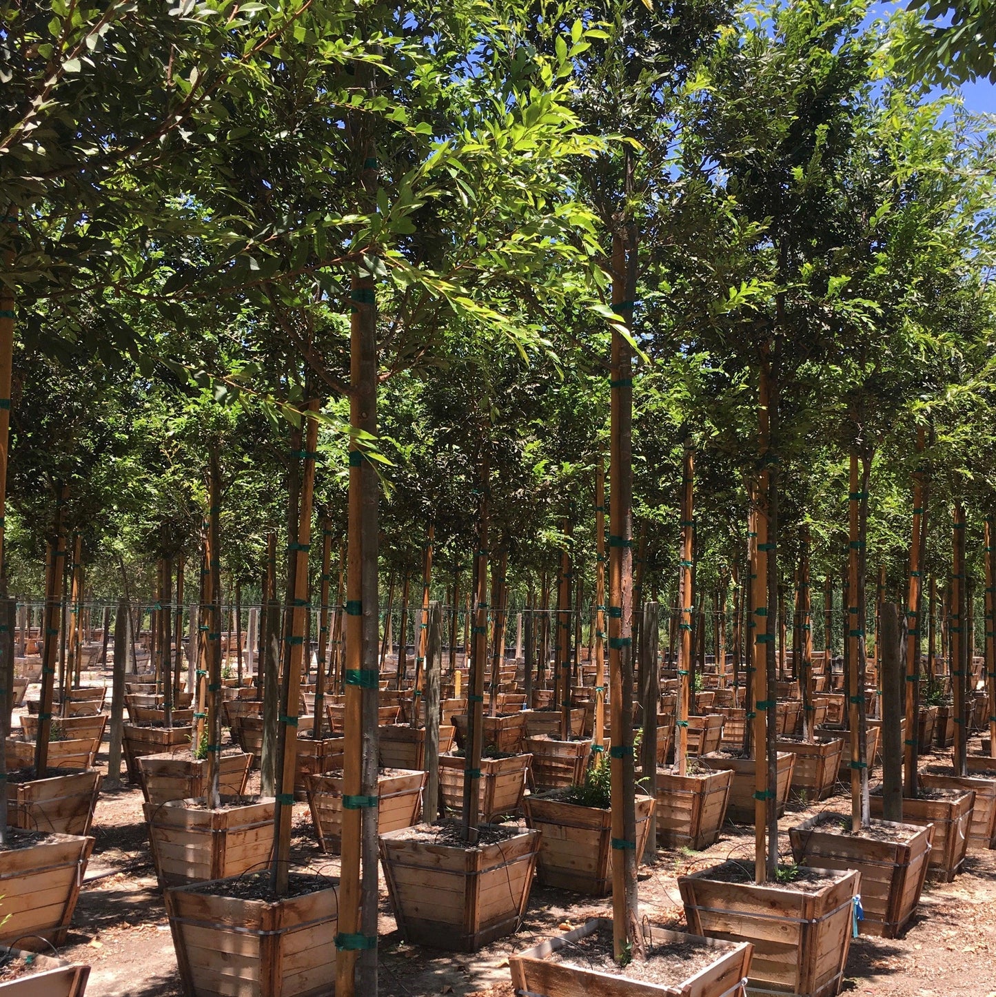 Chinese Elm Tree (Ulmus Parvifolia) - Pulled Nursery