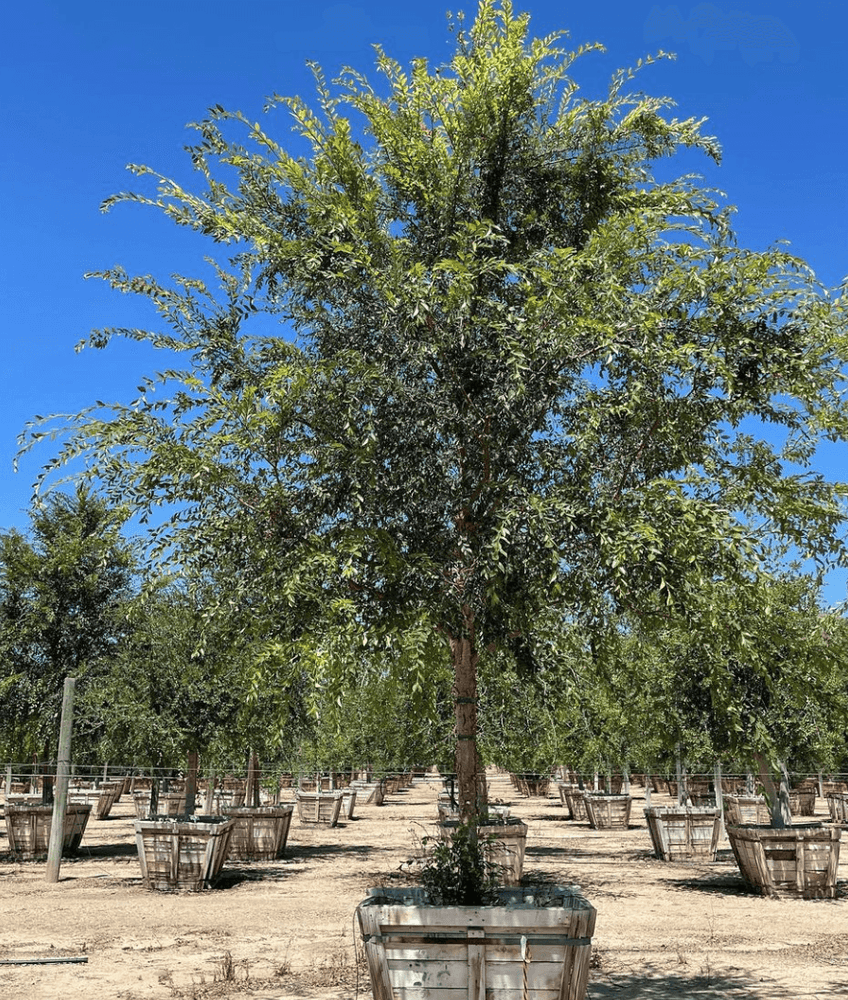 
                      
                        Chinese Elm Tree (Ulmus Parvifolia) - Pulled Nursery
                      
                    