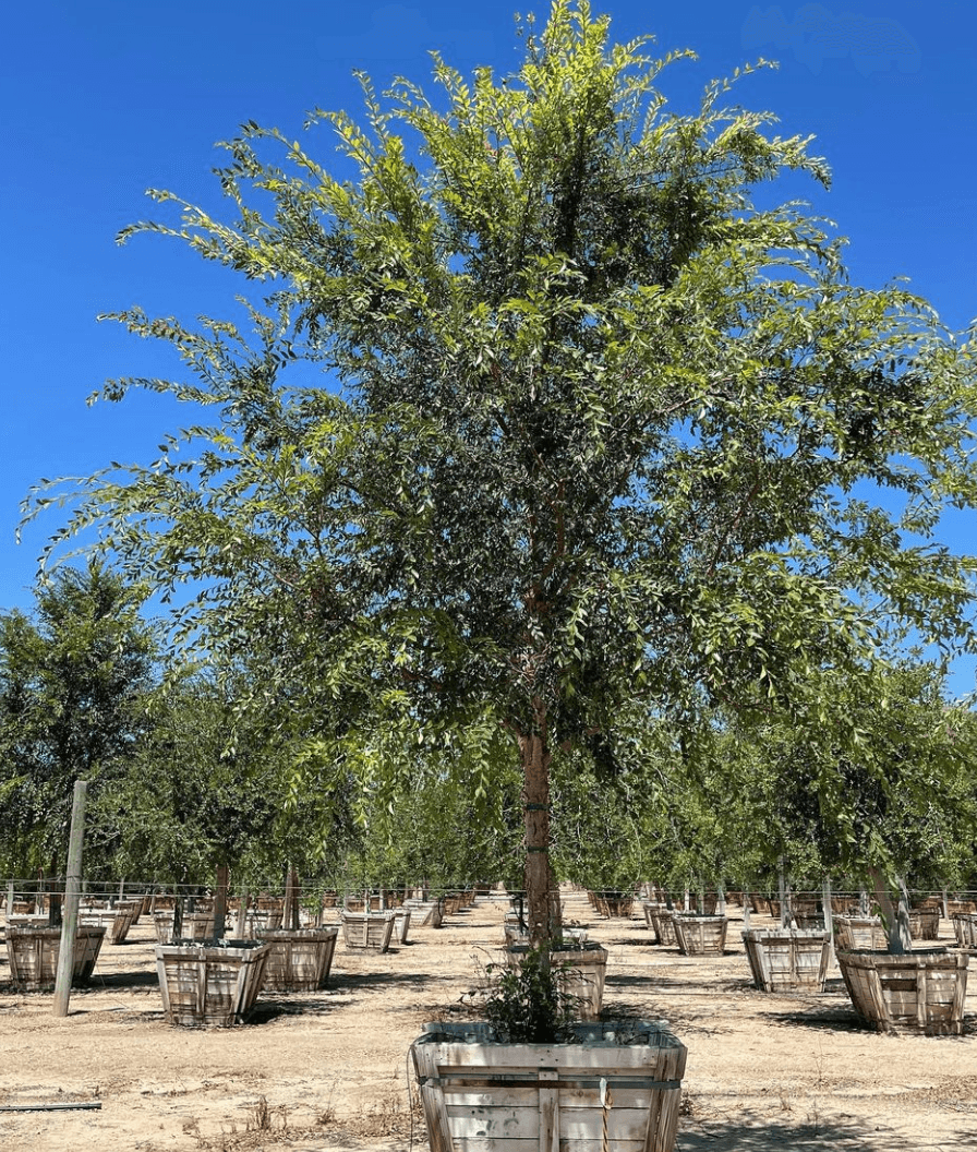 Chinese Elm Tree (Ulmus Parvifolia) - Pulled Nursery