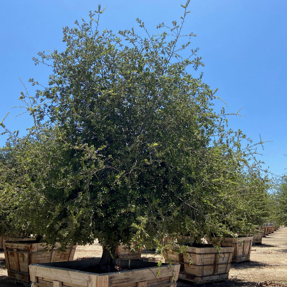 
                      
                        Coast Live Oak (Quercus Agrifolia) - Pulled Nursery
                      
                    