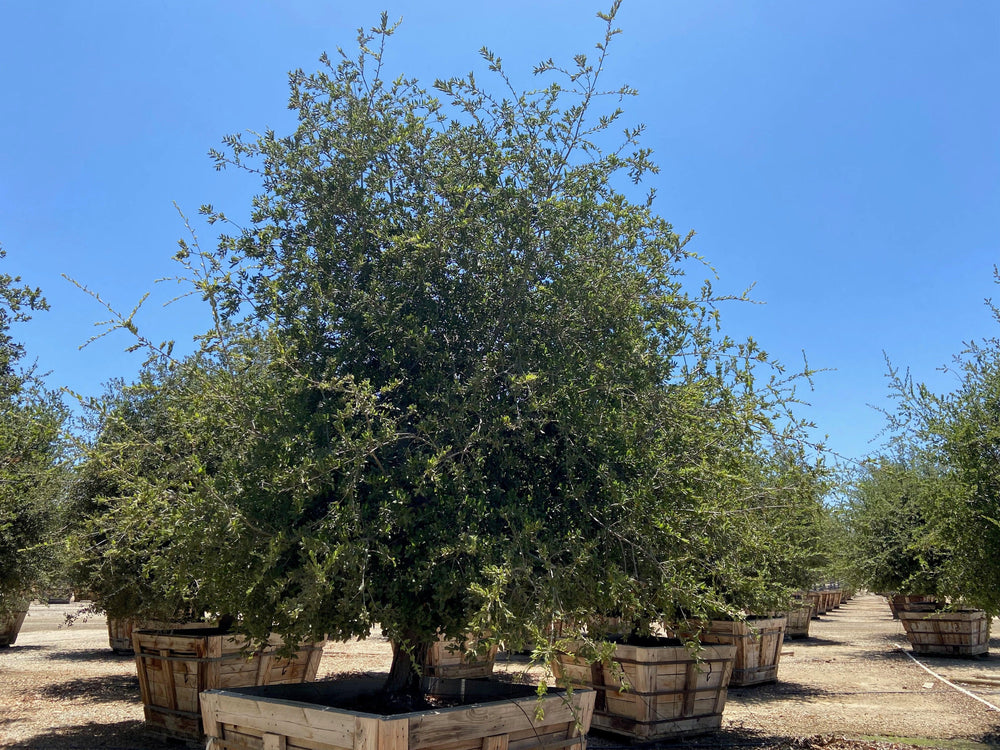 Coast Live Oak (Quercus Agrifolia) - Pulled Nursery