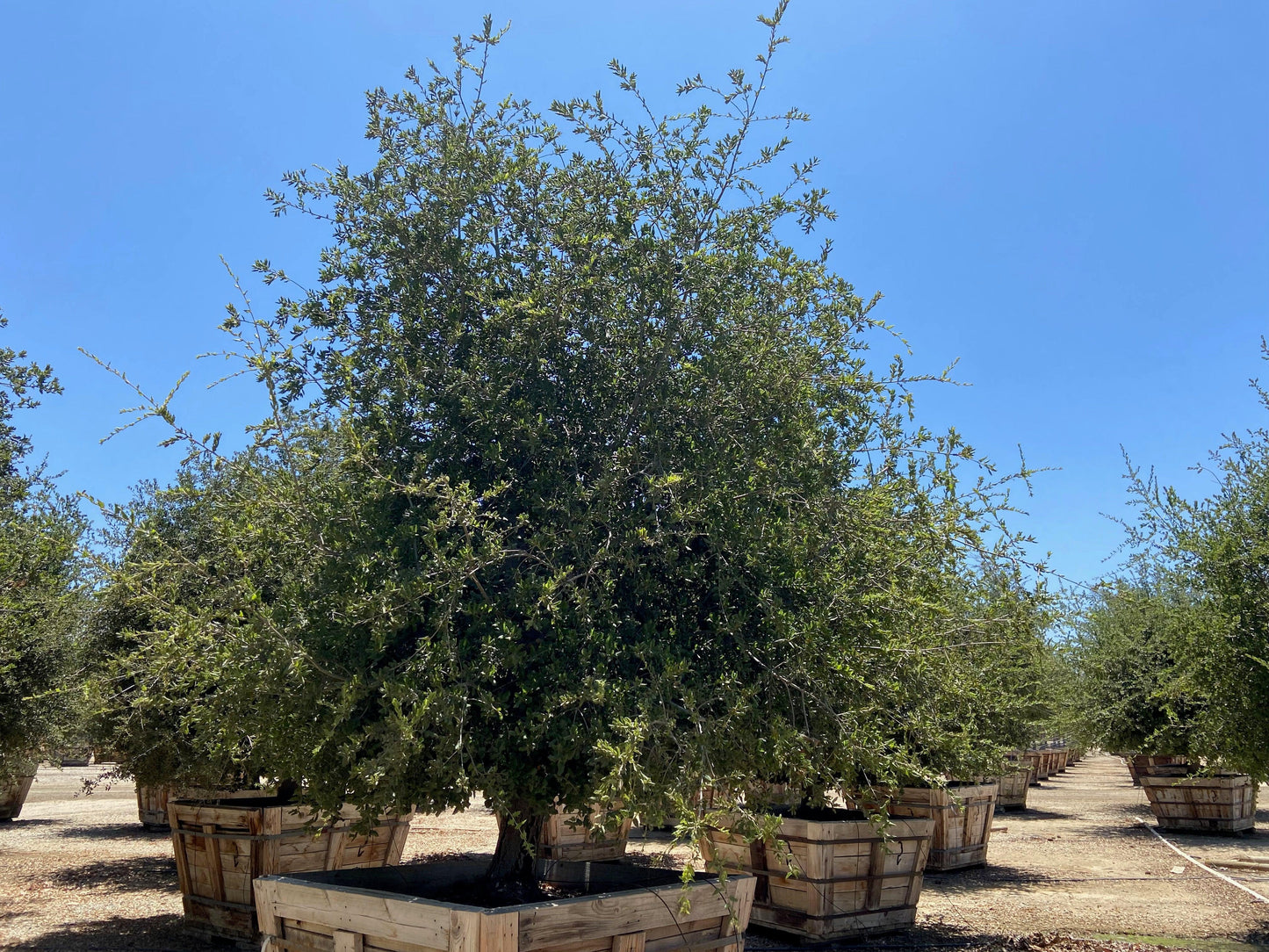 Coast Live Oak (Quercus Agrifolia) - Pulled Nursery