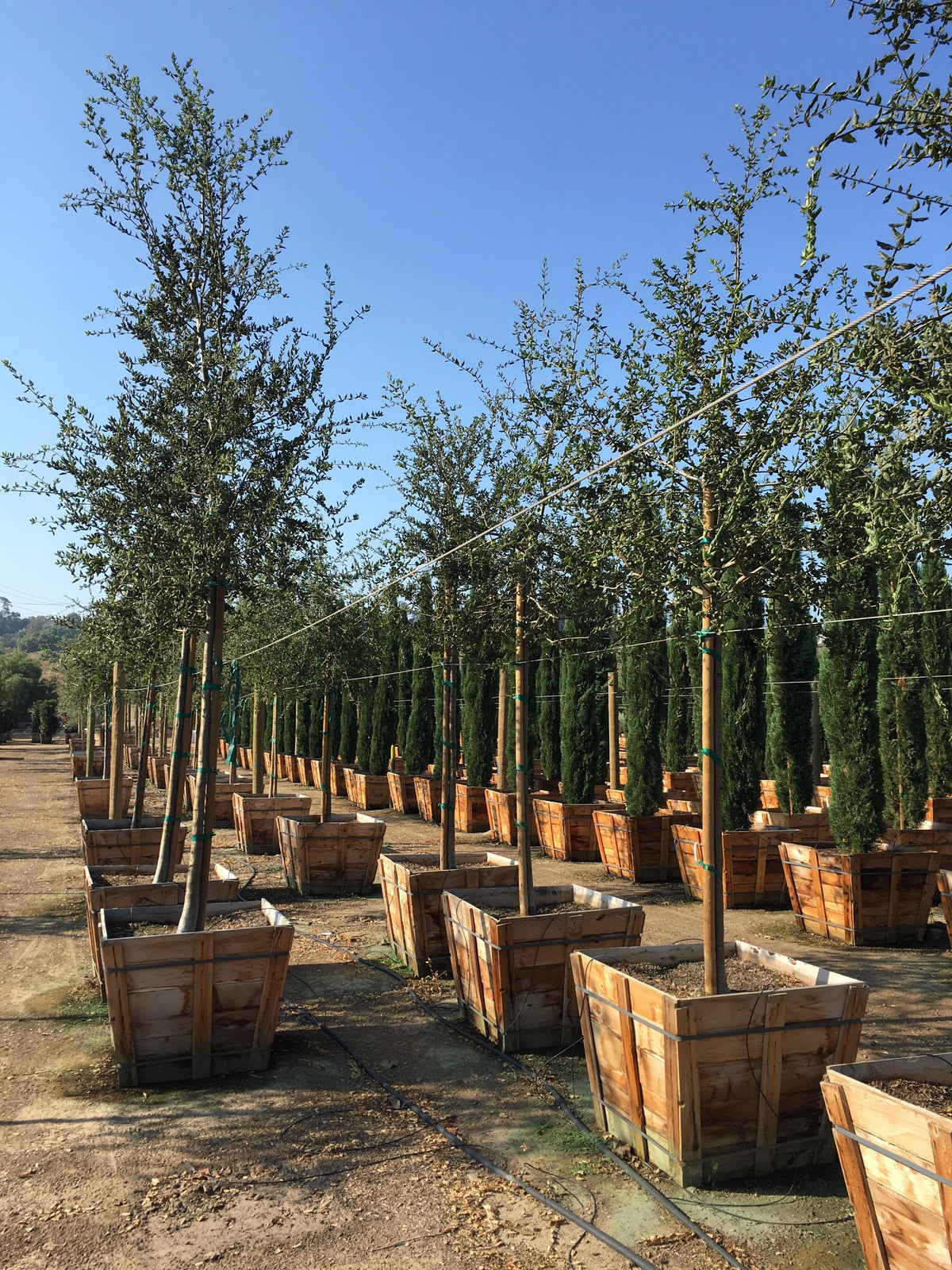 Oak Trees For Sale | Buy Oak Trees | Yarkwork Nursery – Yardwork