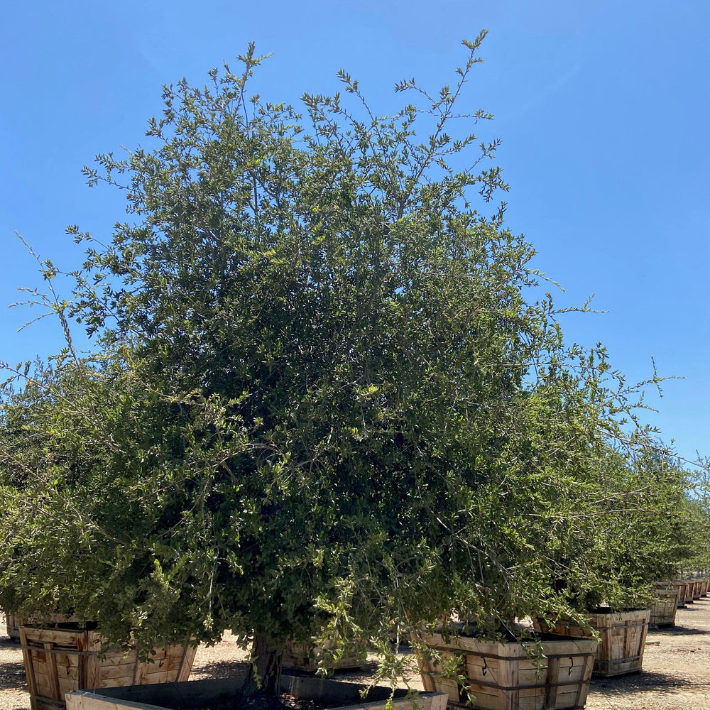 
                      
                        Coast Live Oak (Quercus Agrifolia) - Pulled Nursery
                      
                    