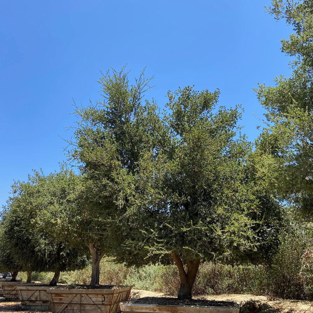 
                      
                        Coast Live Oak (Quercus Agrifolia) - Pulled Nursery
                      
                    