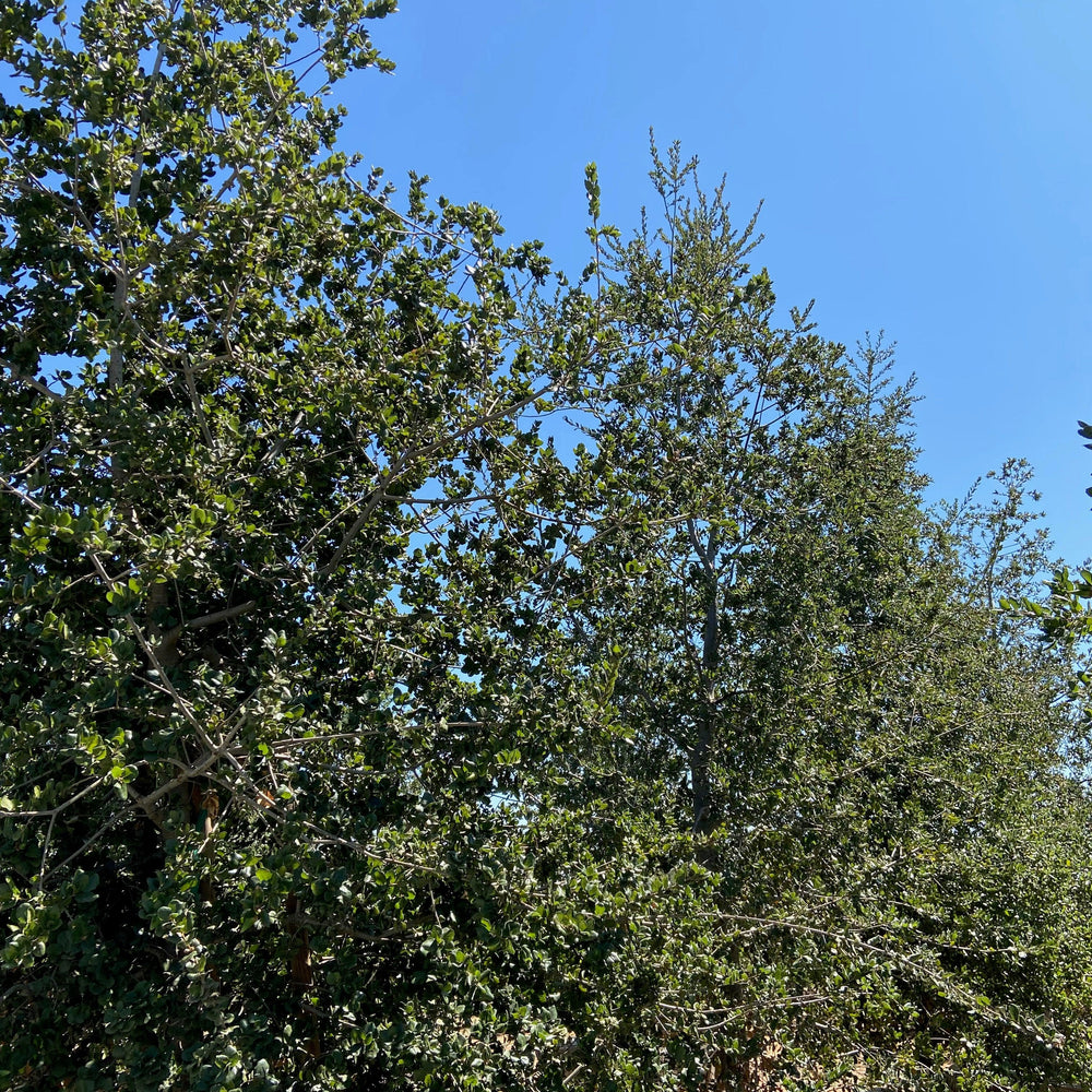 
                      
                        Coast Live Oak (Quercus Agrifolia) - Pulled Nursery
                      
                    