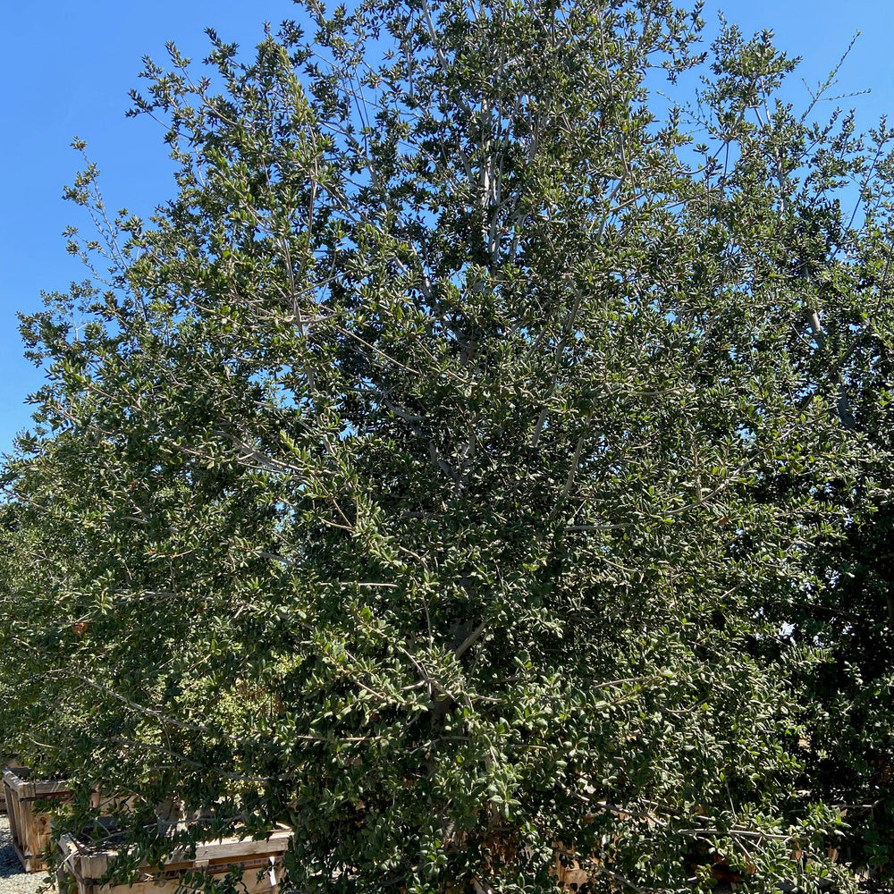 
                      
                        Coast Live Oak (Quercus Agrifolia) - Pulled Nursery
                      
                    