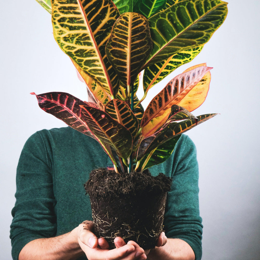 Croton - Pulled Nursery