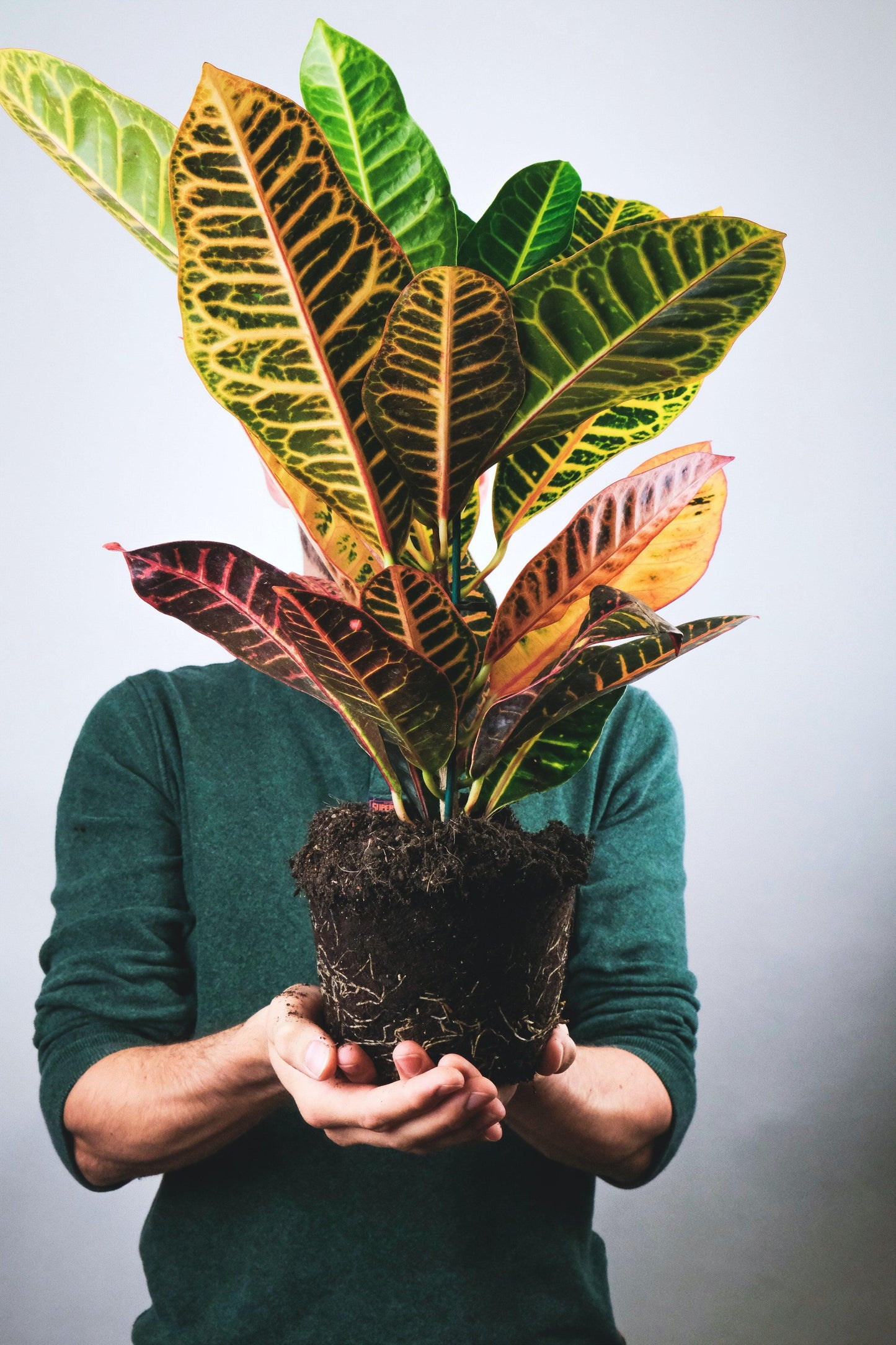 Croton - Pulled Nursery