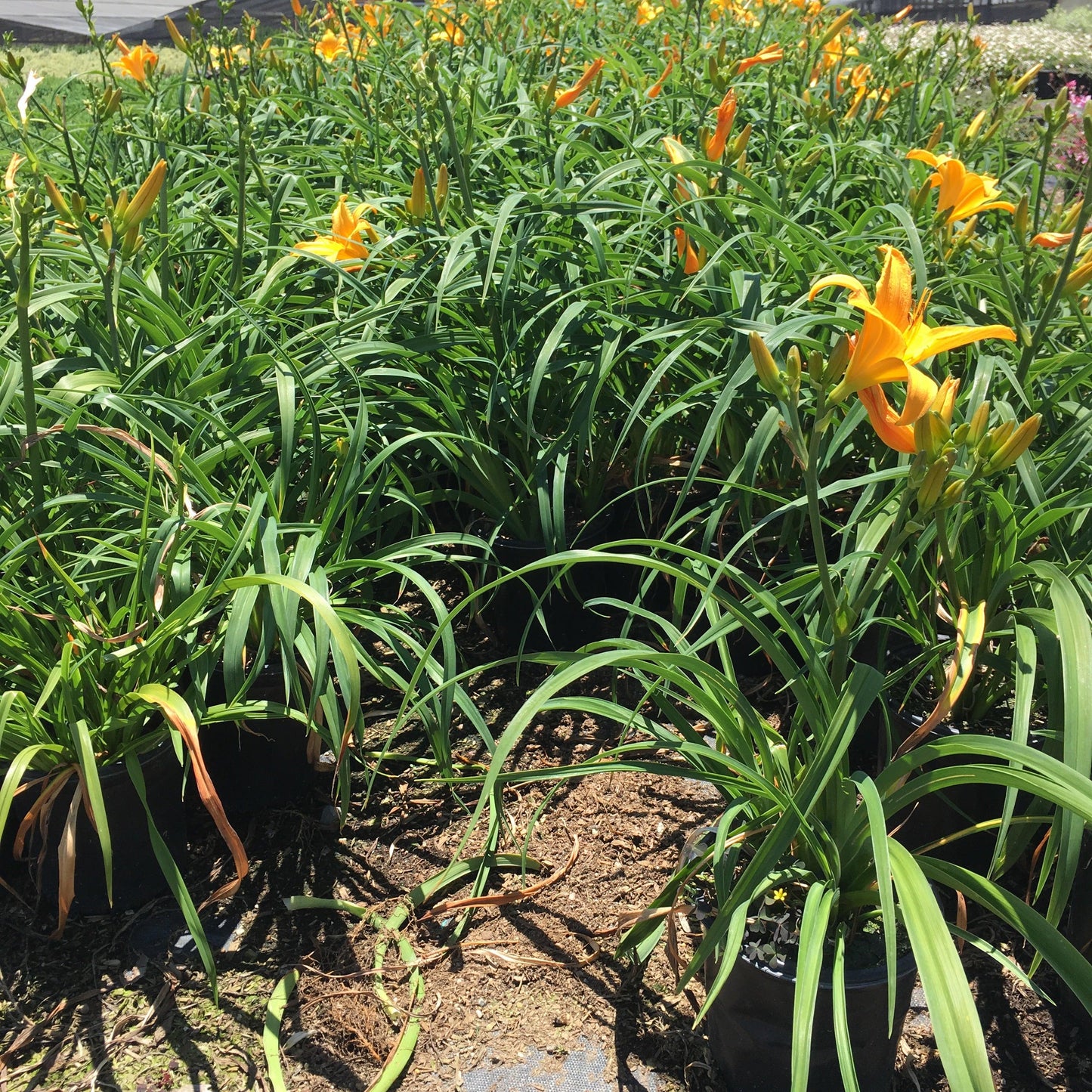 Daylily - Pulled Nursery