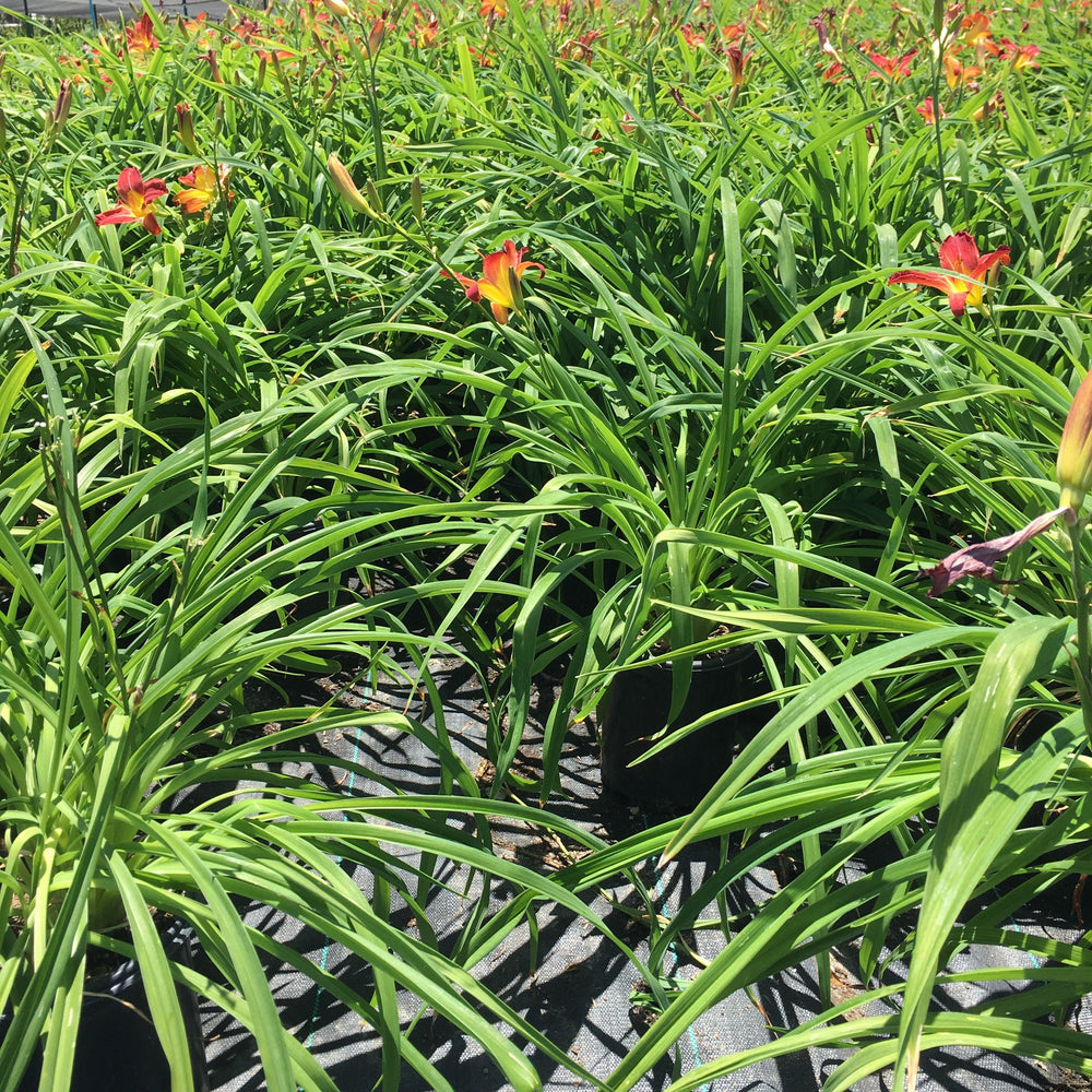 Daylily - Pulled Nursery