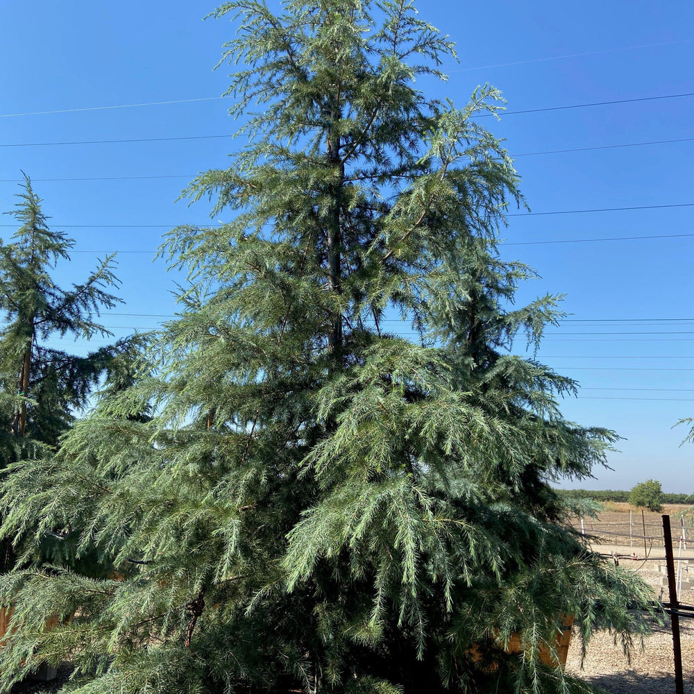 Deodar Cedar (Cedrus Deodara) - Pulled Nursery