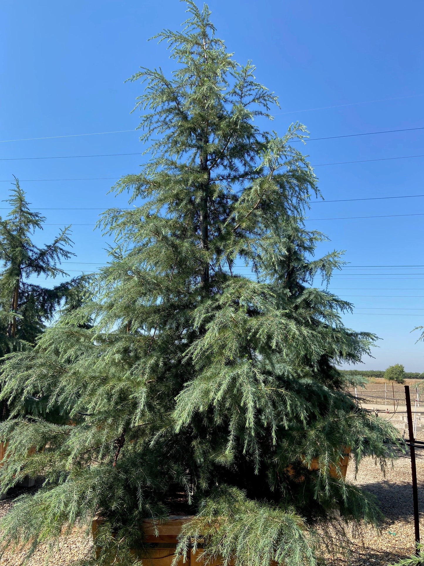 Deodar Cedar (Cedrus Deodara) - Pulled Nursery