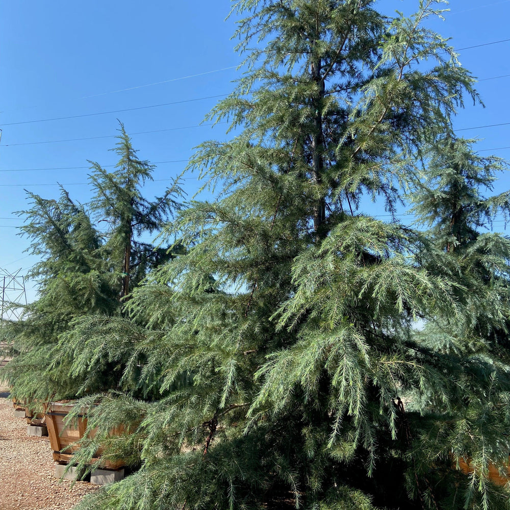 
                      
                        Deodar Cedar (Cedrus Deodara) - Pulled Nursery
                      
                    