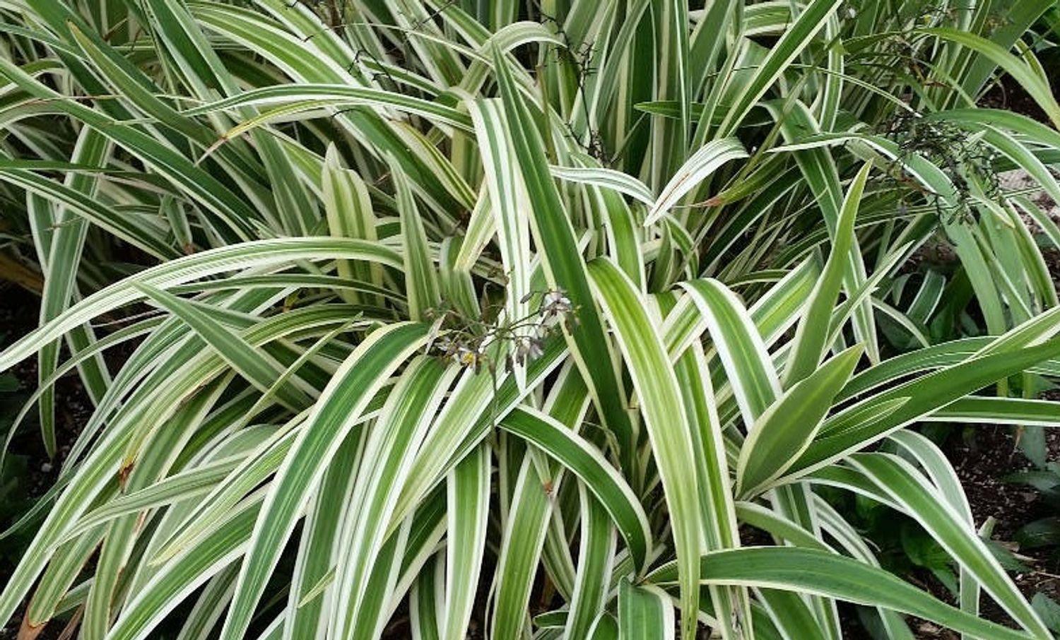 Dianella tasmanica 'Variegata' – Yardwork