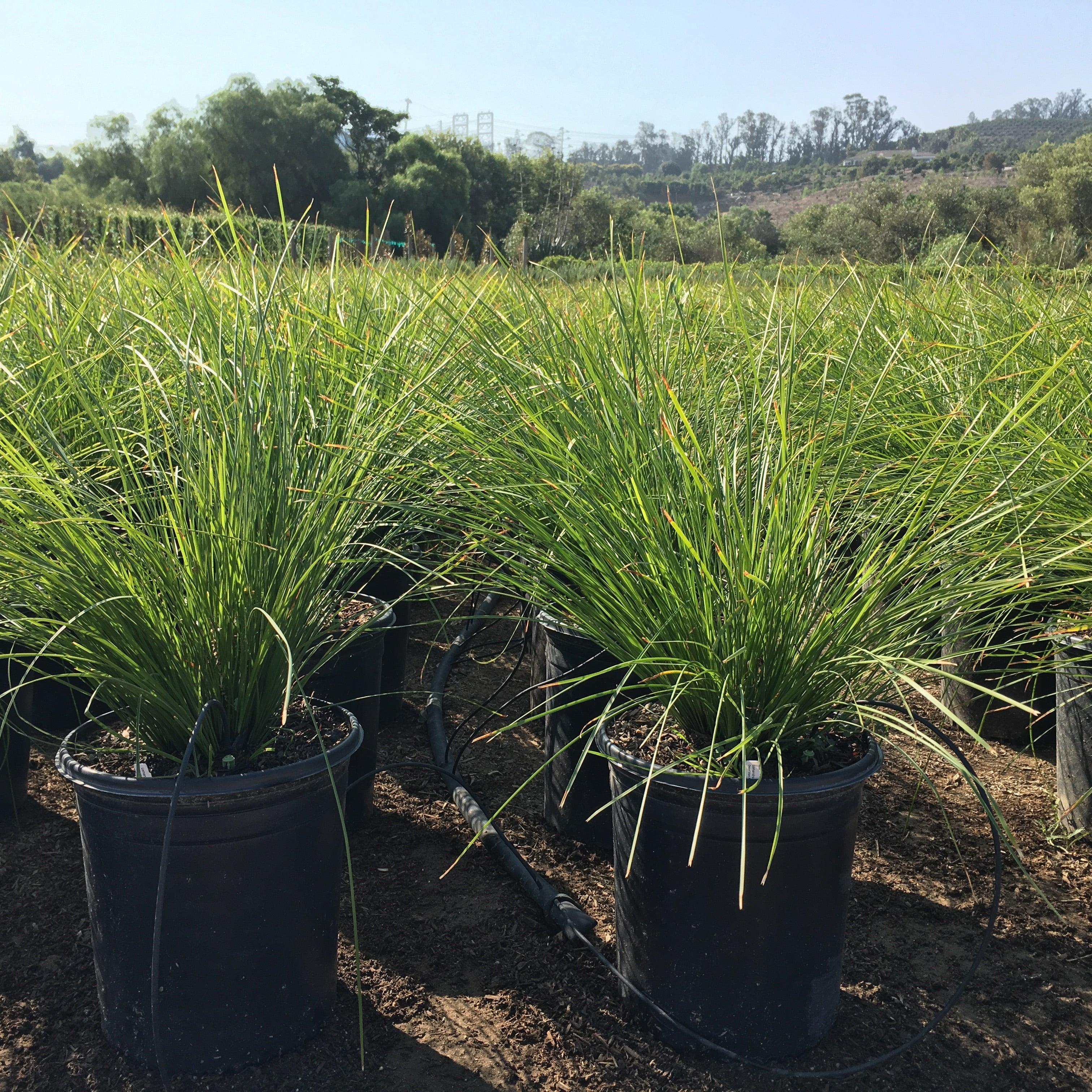 Dwarf Mat Rush (Lomandra longifolia ‘Breeze') – Yardwork