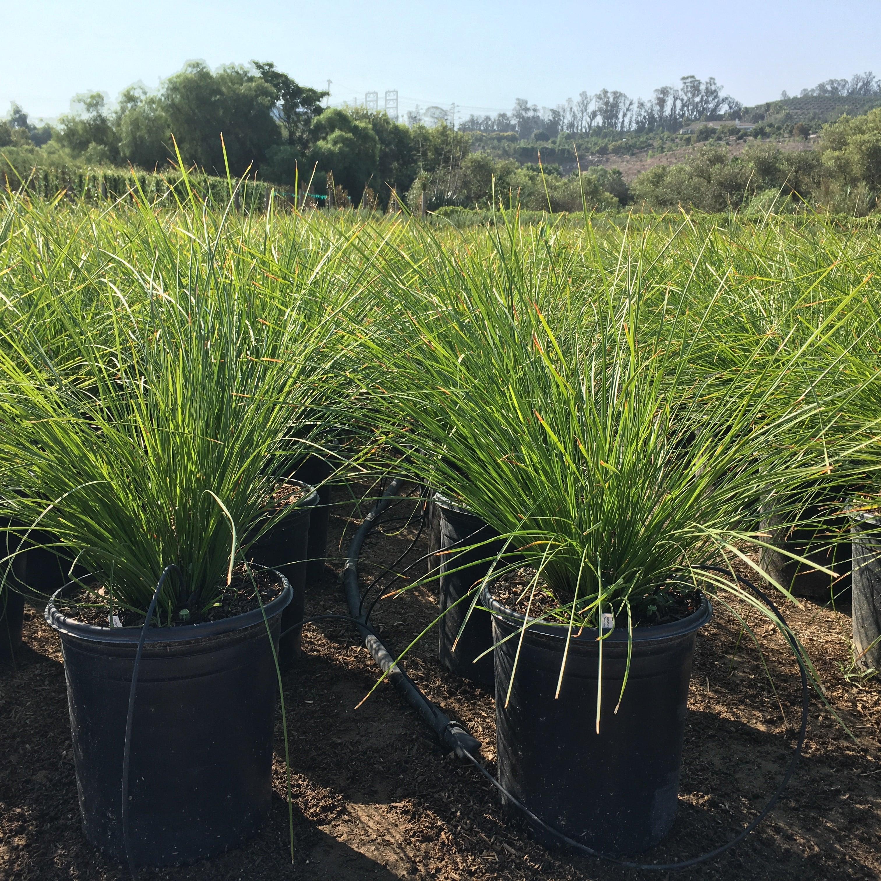 Dwarf Rushes Lomandra Breeze – Yardwork