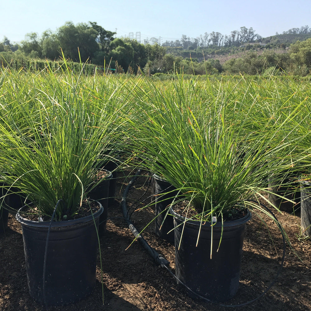 Dwarf Mat Rush (Lomandra longifolia ‘Breeze')