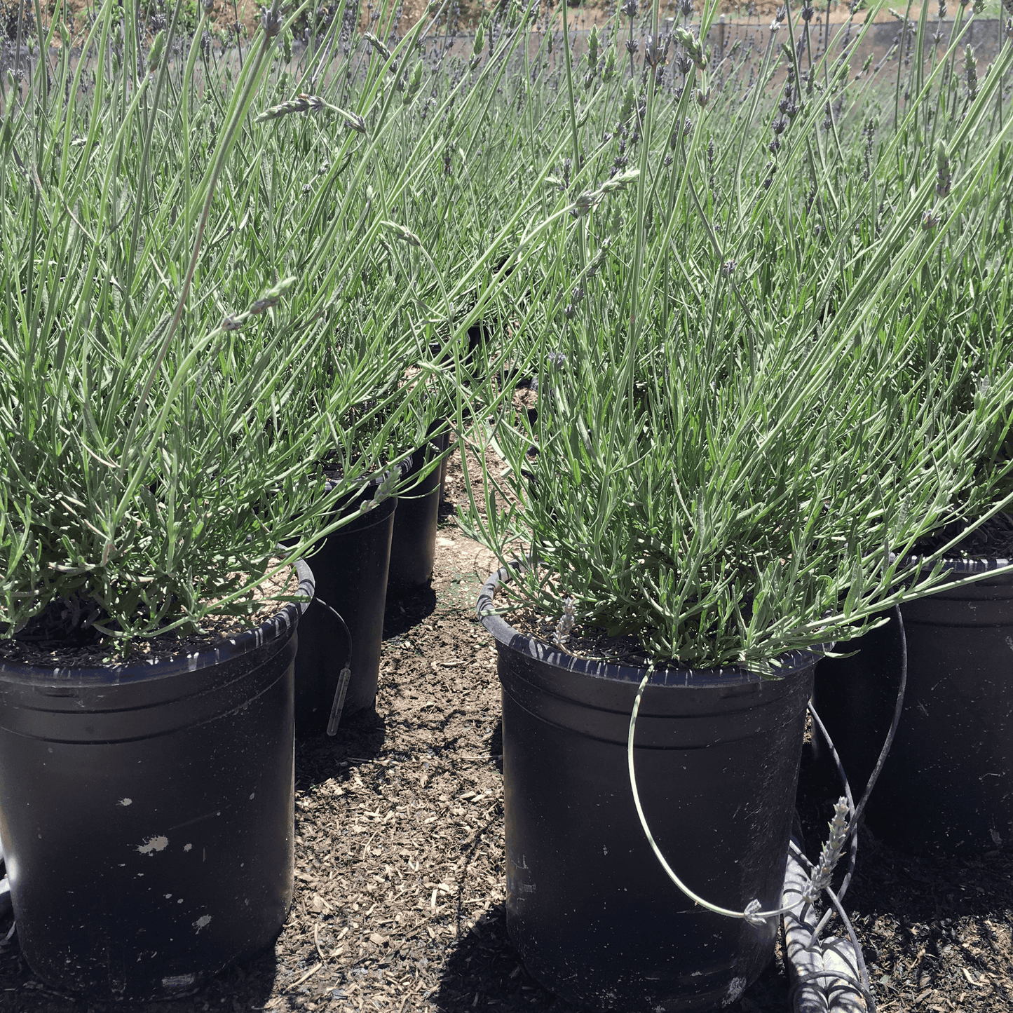 lavender plant diseases pictures Lavandula Angustifolia (English Lavender)