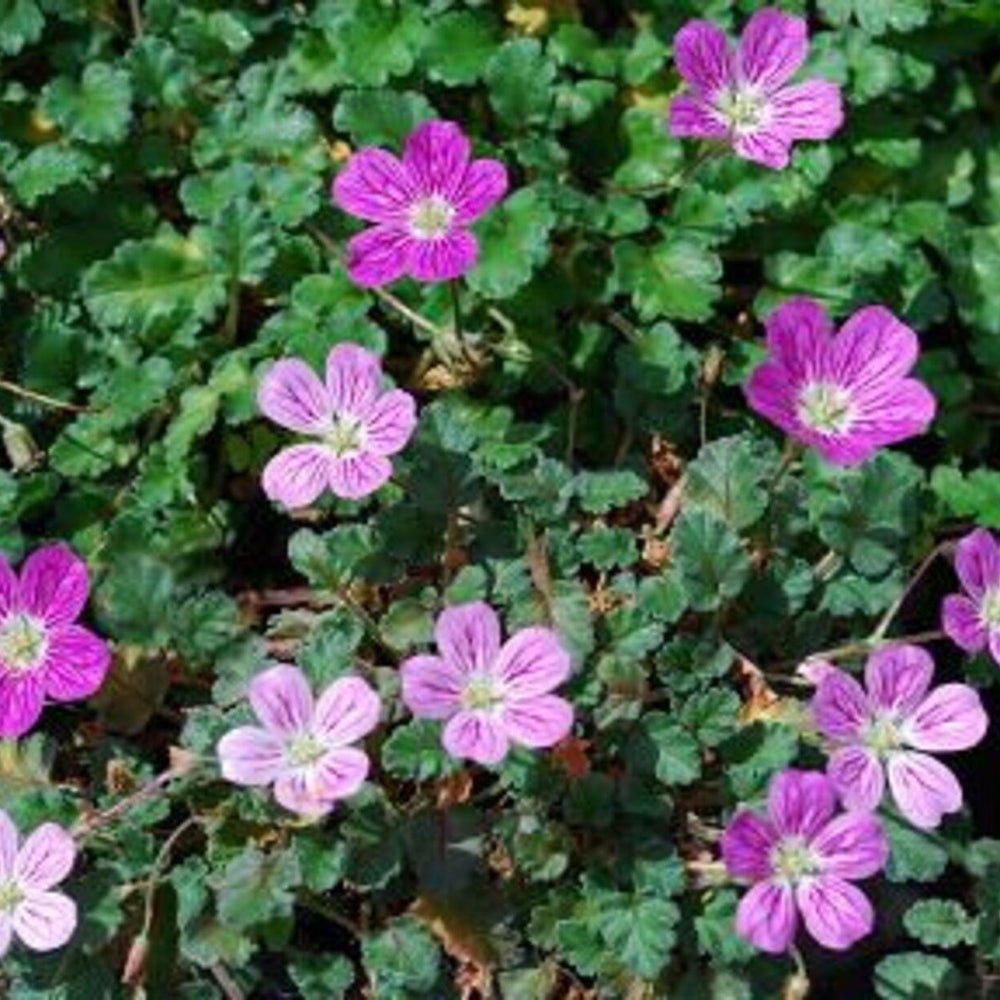 Erodium Reichardii 'Bishop's Form' - Pulled Nursery