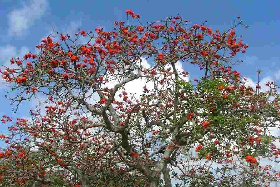 
                      
                        Australian Coral Tree - Erythrina sykesii - Pulled Nursery
                      
                    