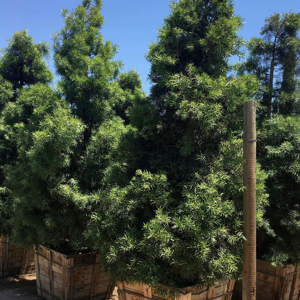 
                      
                        Fern Pine (Podocarpus Gracilior) Hedge
                      
                    