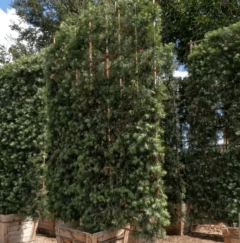 
                      
                        Fern Pine (Podocarpus Gracilior) Hedge - Pulled Nursery
                      
                    