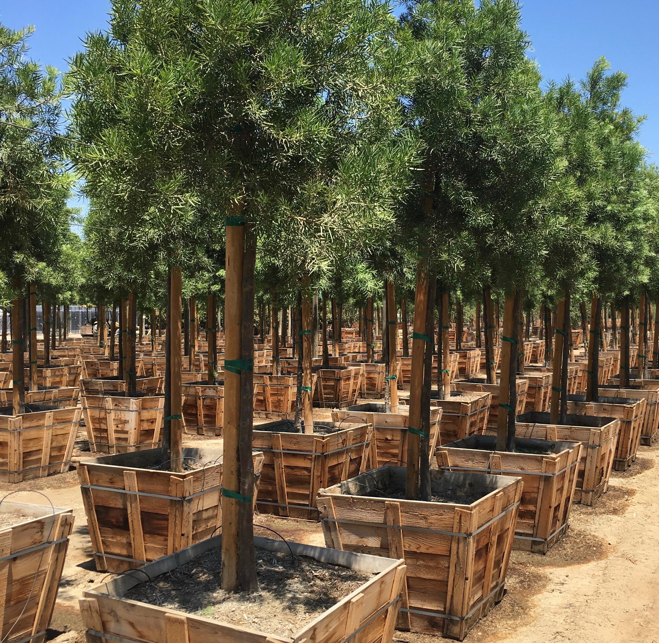 Furne Tree Podocarpus Tree - Podocarpus gracilior – Yardwork