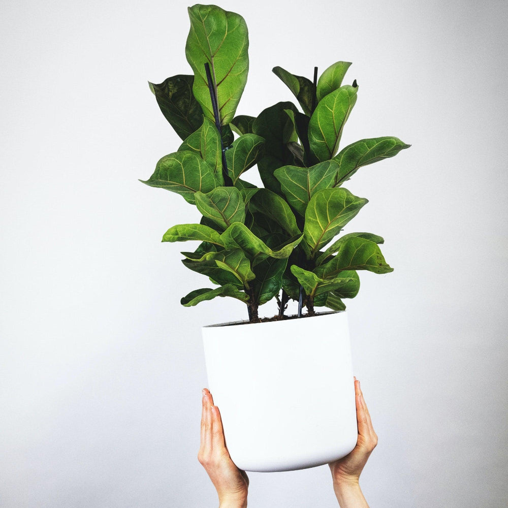 Fiddle Leaf Fig - Pulled Nursery