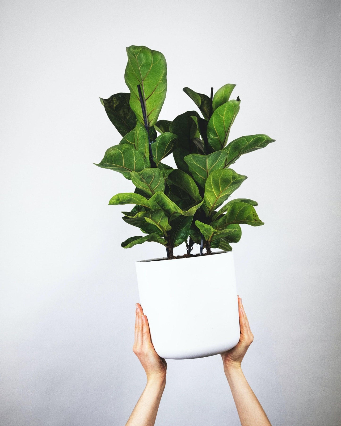 Fiddle Leaf Fig - Pulled Nursery