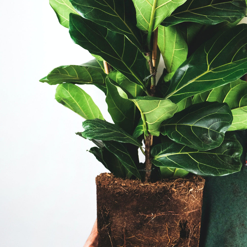 
                      
                        Fiddle Leaf Fig - Pulled Nursery
                      
                    