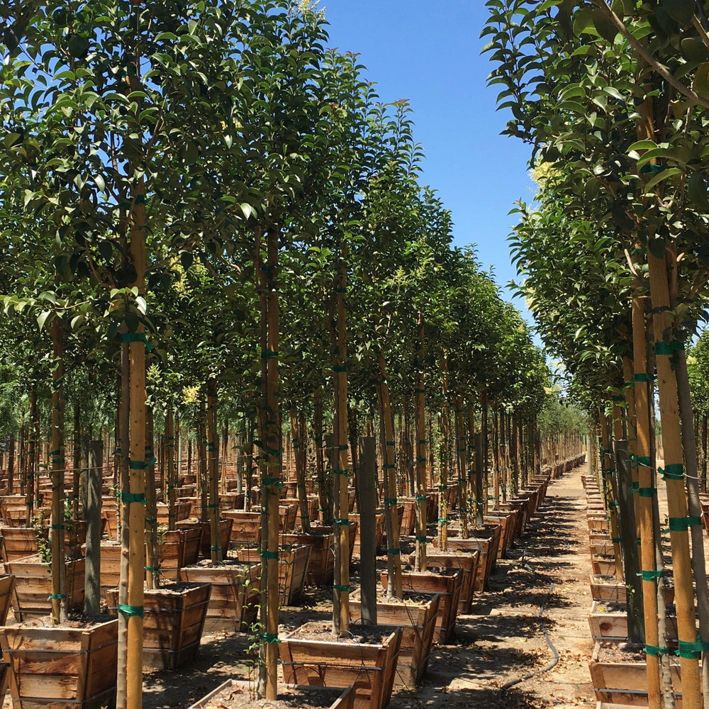 Glossy Privet (Ligustrum Lucidum) - Pulled Nursery