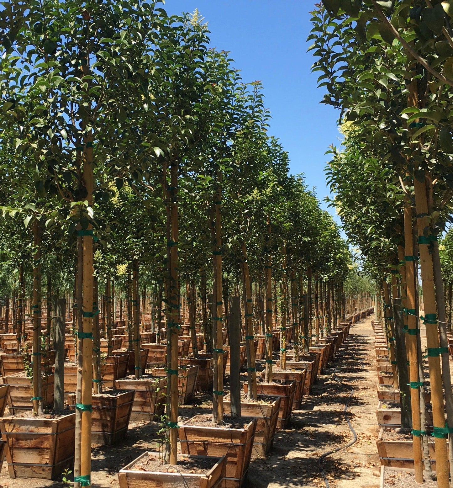 Glossy Privet (Ligustrum Lucidum) - Pulled Nursery