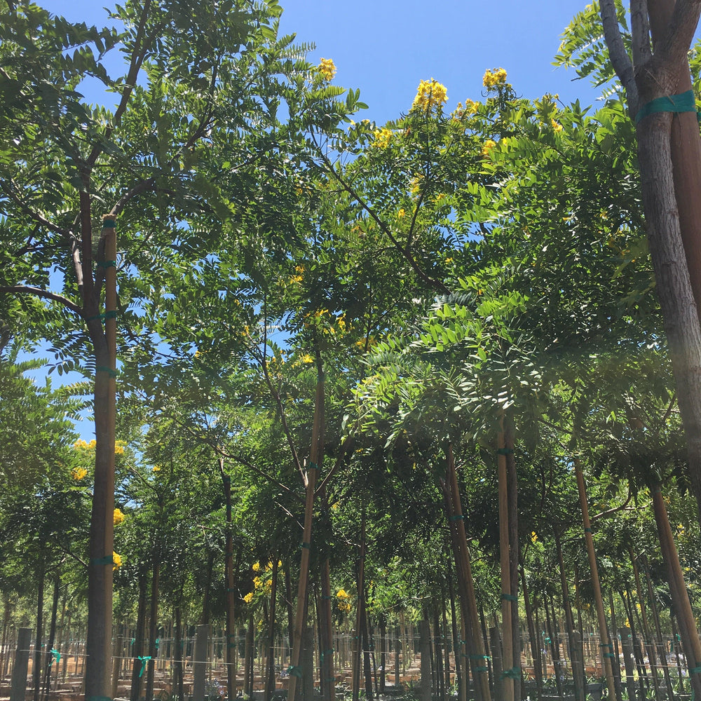 
                      
                        Gold Medallion Tree (Cassia Leptophylla)
                      
                    