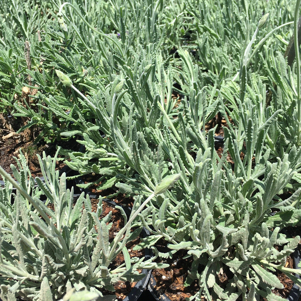 lavender plant looking grey French Lavender (Lavandula Dentata)