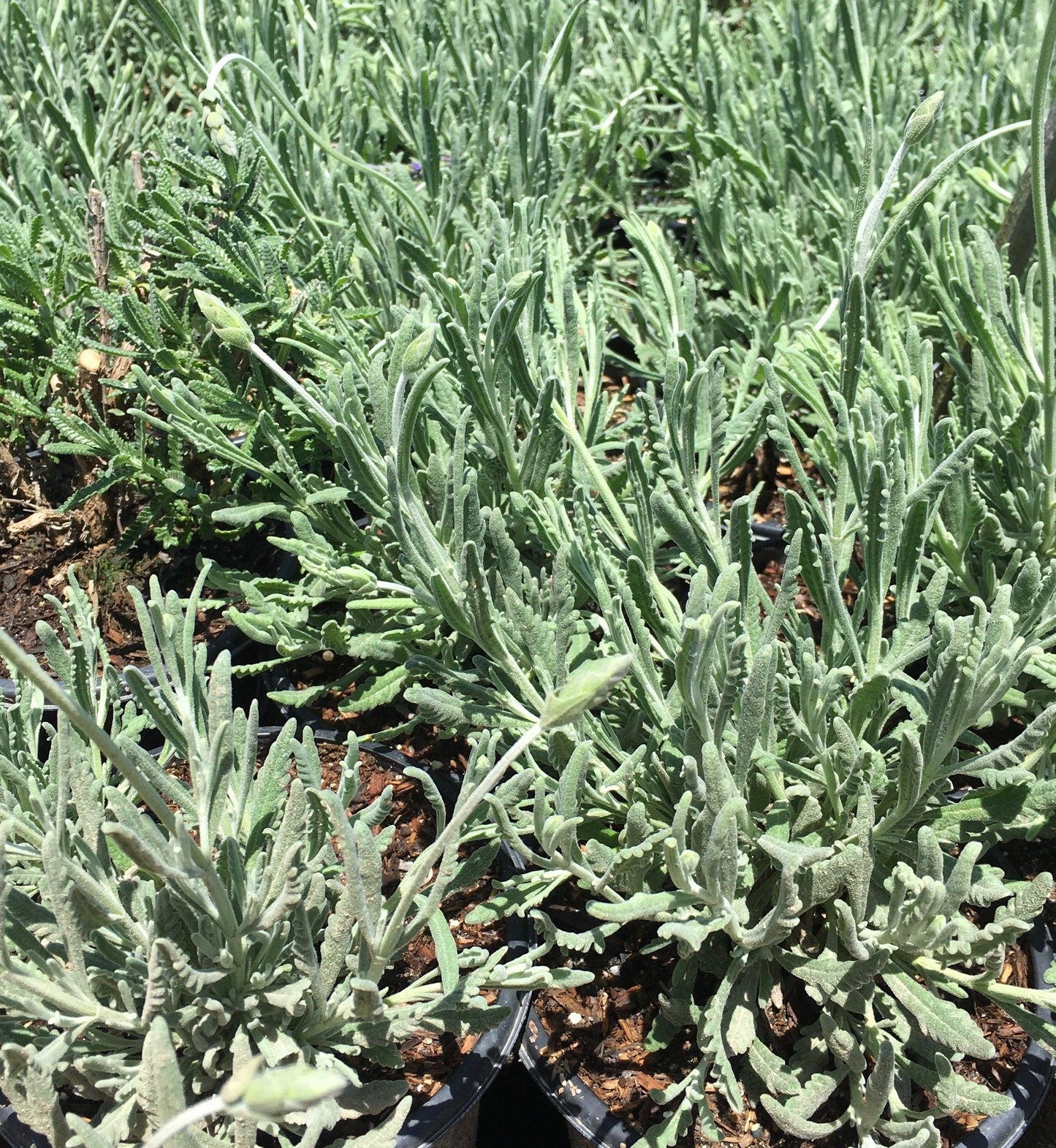 buy french lavender plants French Lavender (Lavandula Dentata) – Yardwork