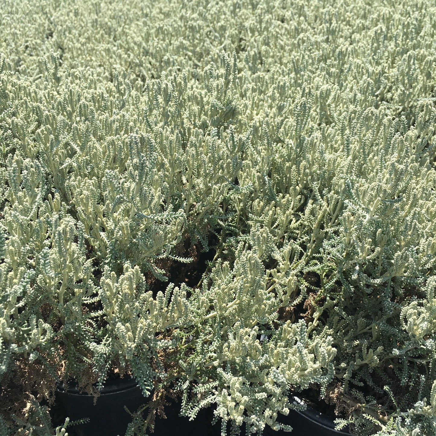 cotton lavender plant Green Lavender Cotton (Santolina Rosmarinifolia virens)