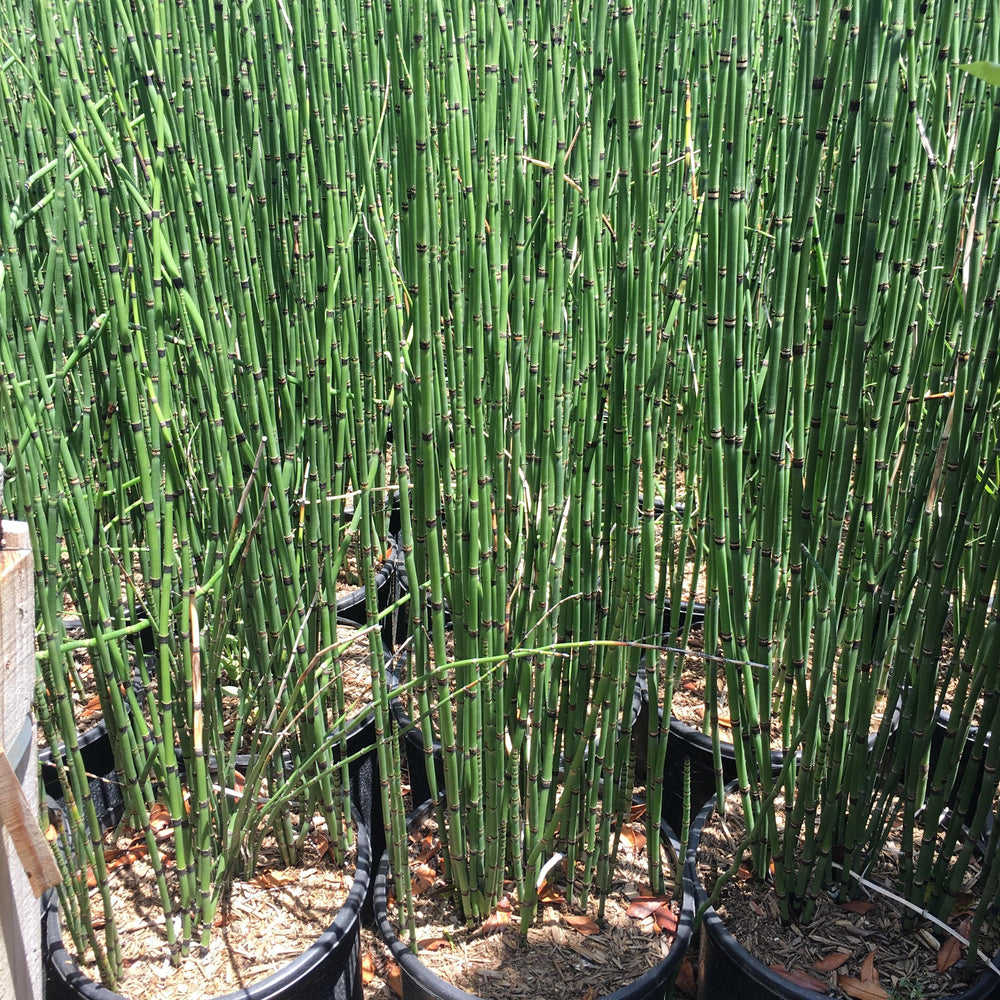 Horsetail (Equisetum Hyemale) - Pulled Nursery