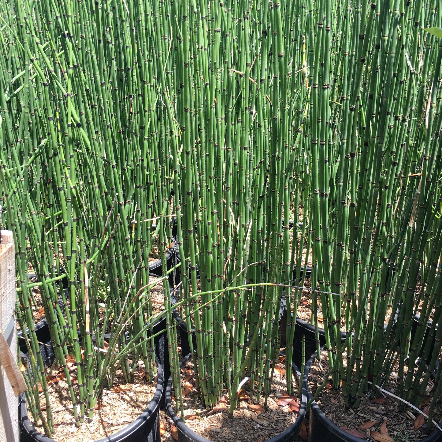 horsetail plant in pots Horsetail (Equisetum Hyemale) – Yardwork