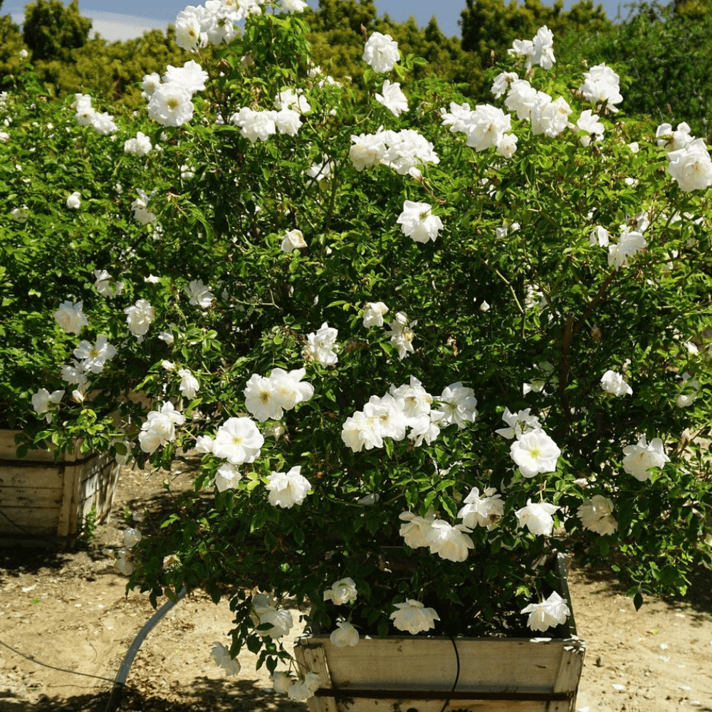 
                      
                        Iceberg Shrub Rose - Pulled Nursery
                      
                    